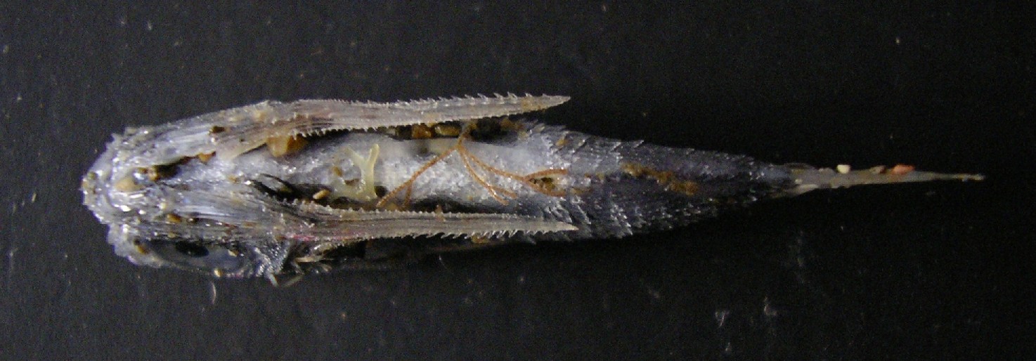 Juvenile Dactylopterus volitans - spiaggiato