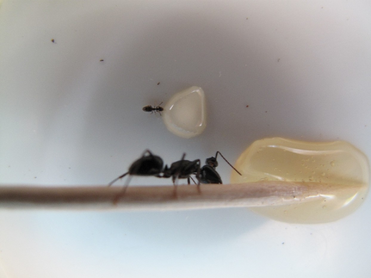 Plagiolepis sp e Camponotus con testa appesa all''antenna