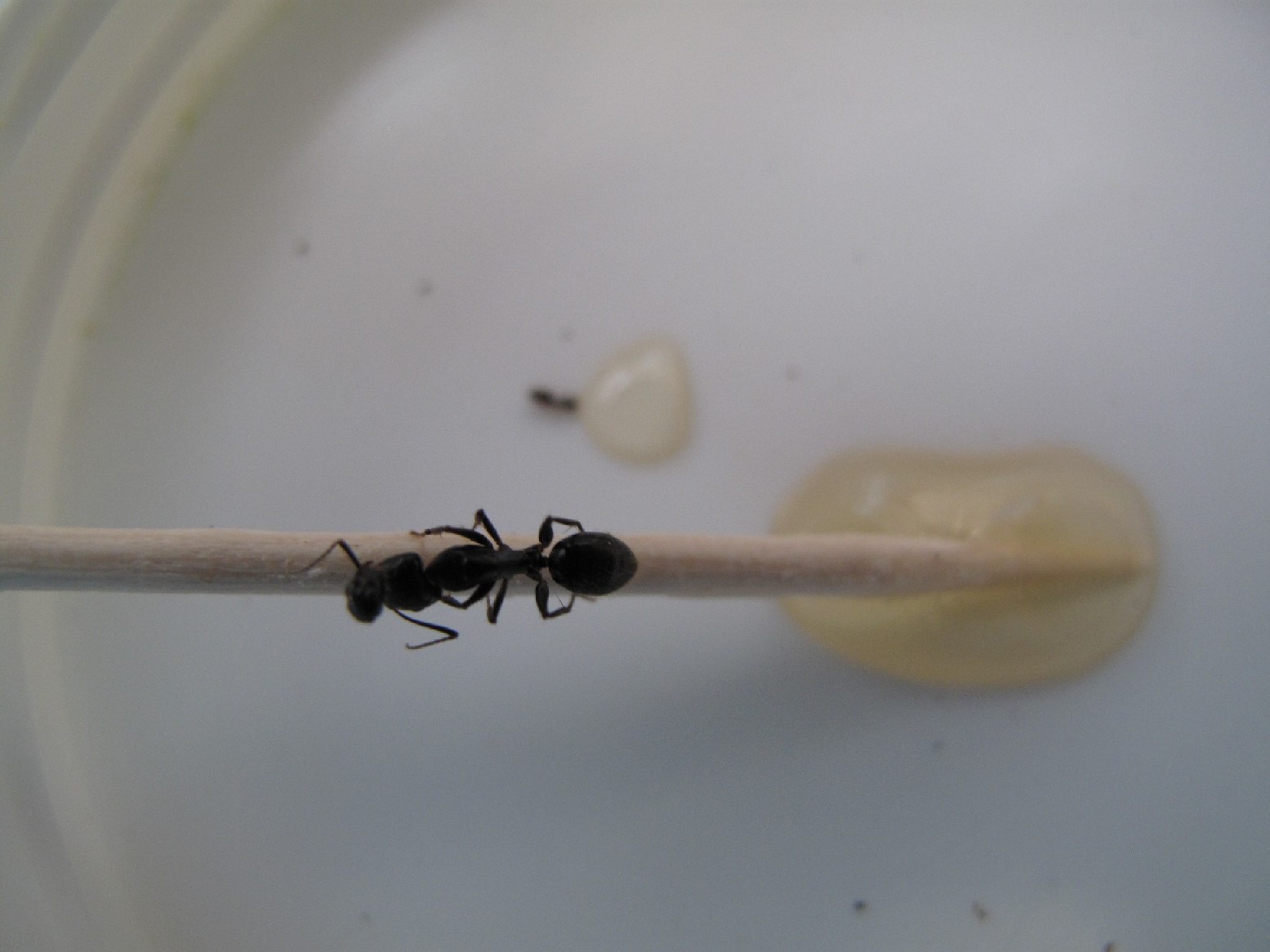 Plagiolepis sp e Camponotus con testa appesa all''antenna