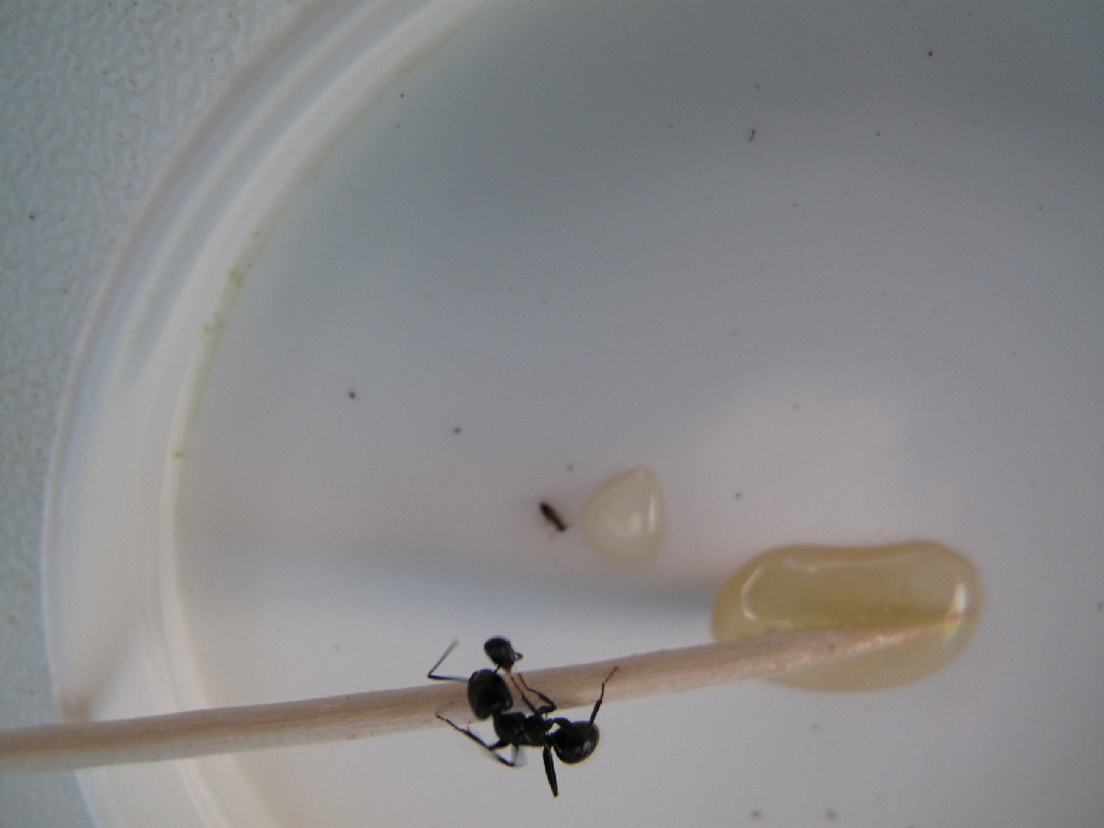 Plagiolepis sp e Camponotus con testa appesa all''antenna