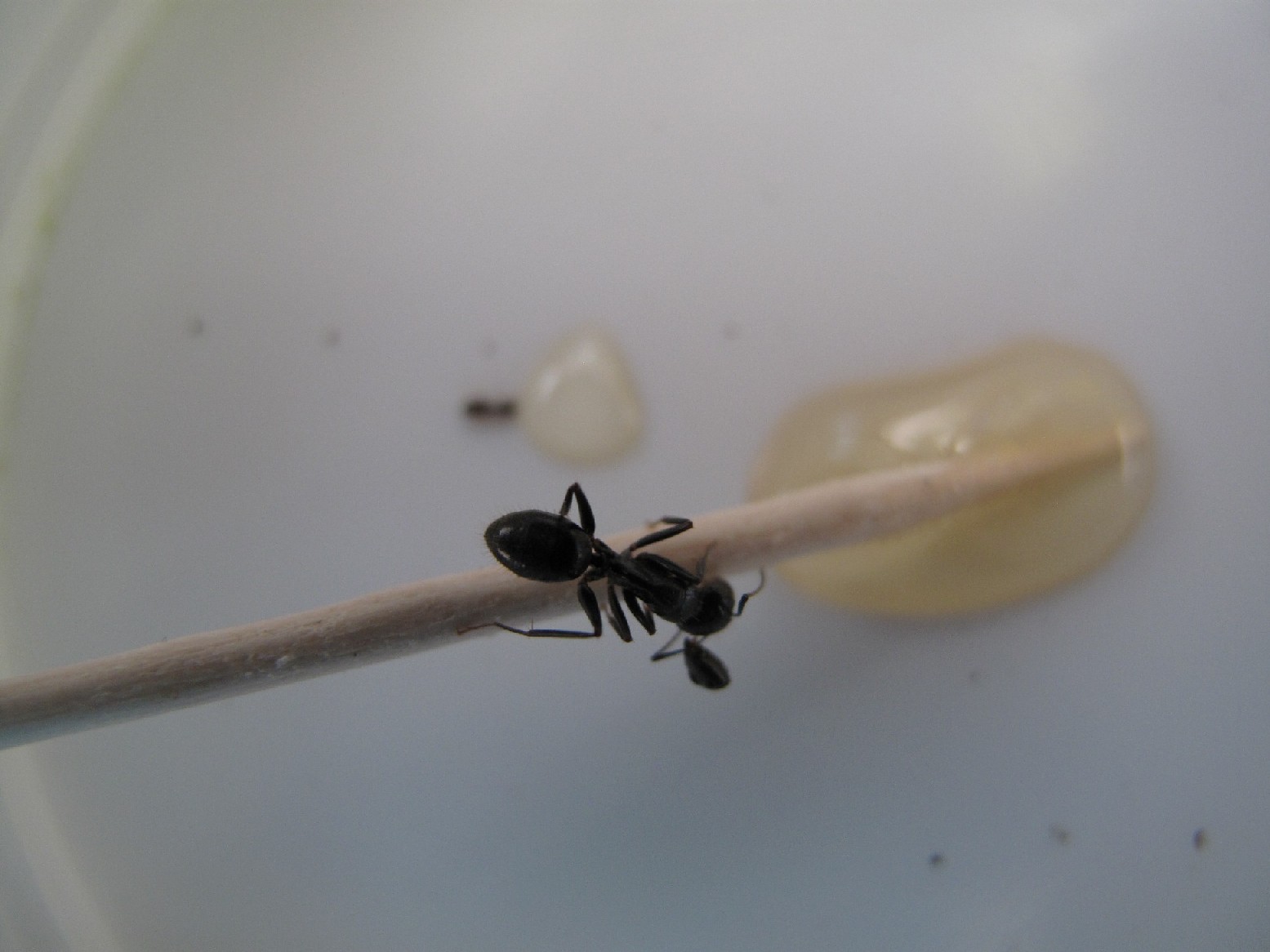 Plagiolepis sp e Camponotus con testa appesa all''antenna