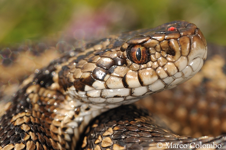 Gita abruzzese (Vipera ursinii)