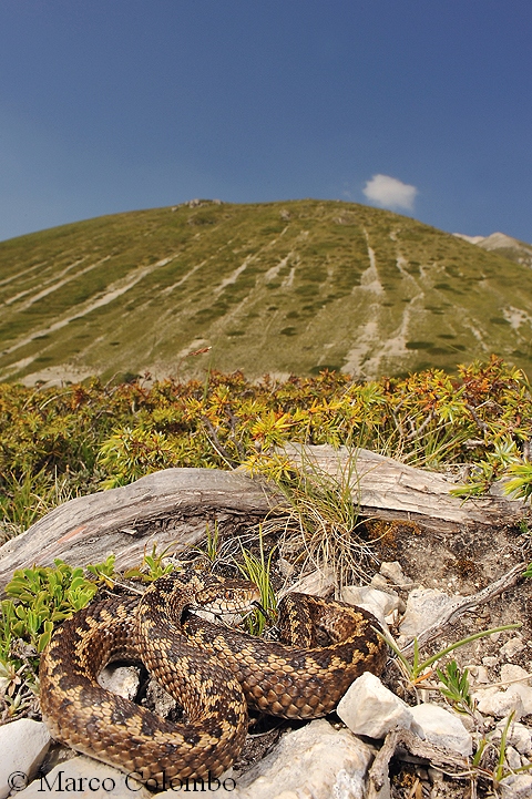 Gita abruzzese (Vipera ursinii)