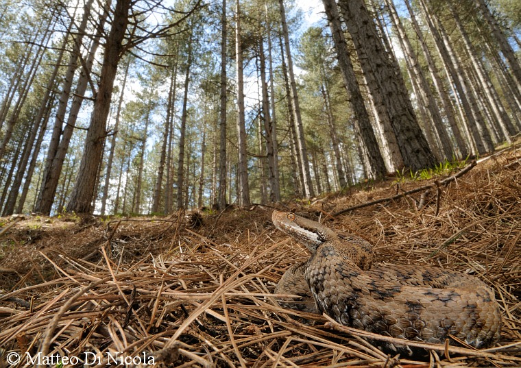 Vipera aspis hugyi melanica calabrese & Co. !