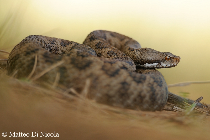 Vipera aspis hugyi melanica calabrese & Co. !