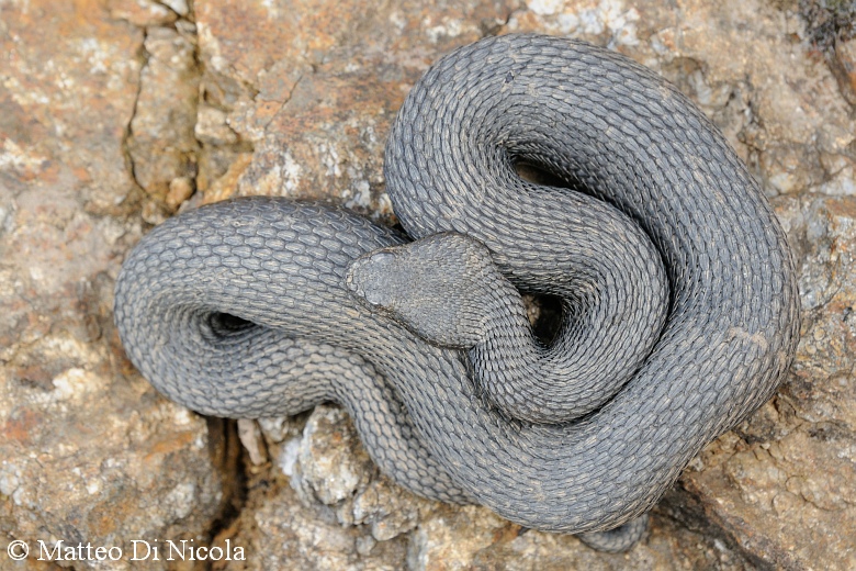 Vipera aspis hugyi melanica calabrese & Co. !