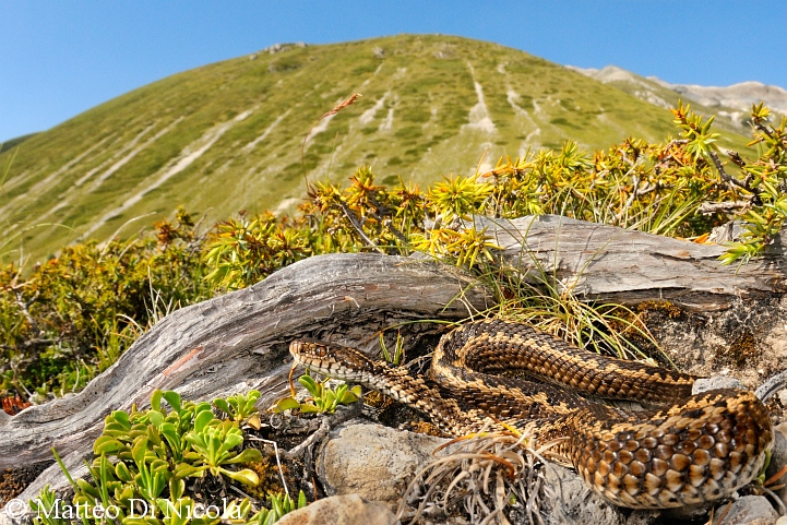 Gita abruzzese (Vipera ursinii)