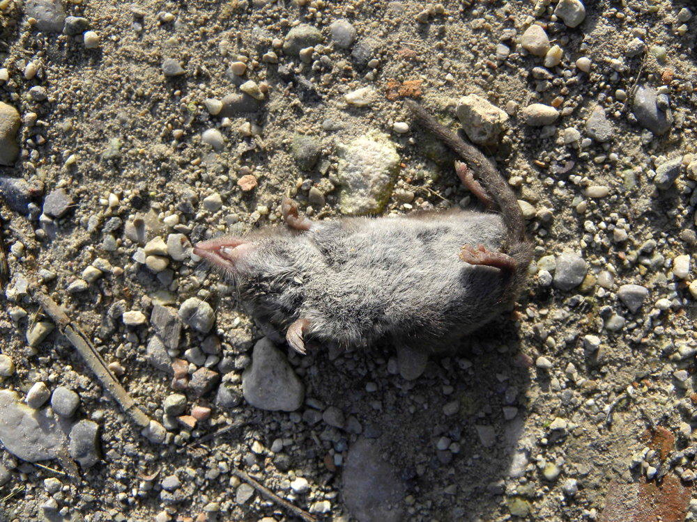 Crocidura cfr. suaveolens - Peschiera del Garda (VR)