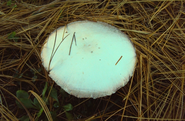 Agaricus sp. - sotto pino strobo