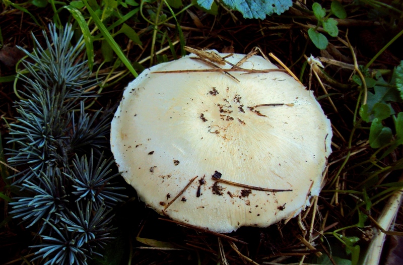 Agaricus s.l.-  sotto cedro