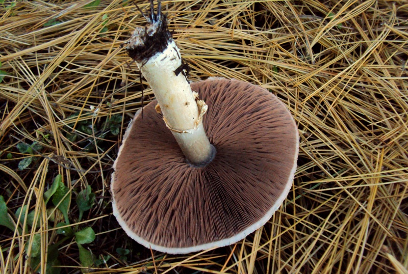 Agaricus sp. - sotto pino strobo