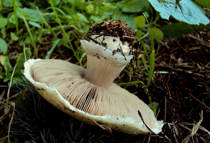 Agaricus s.l.-  sotto cedro