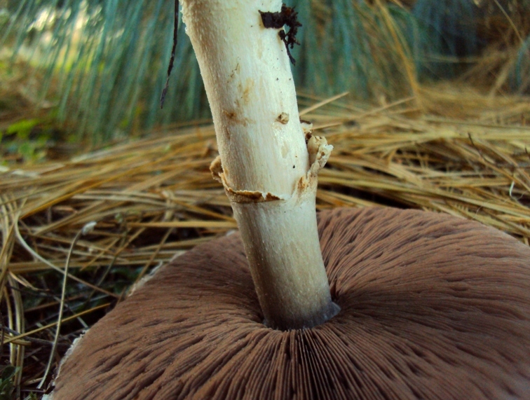 Agaricus sp. - sotto pino strobo