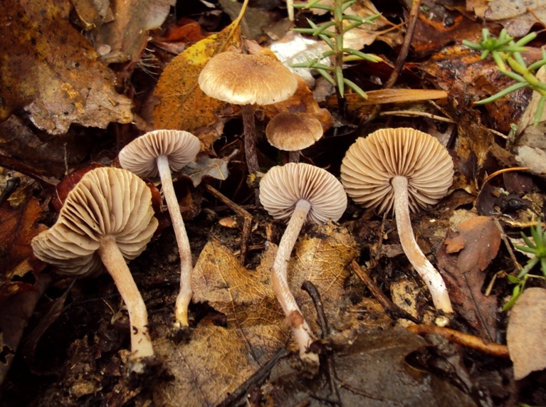 Inocybe sp.