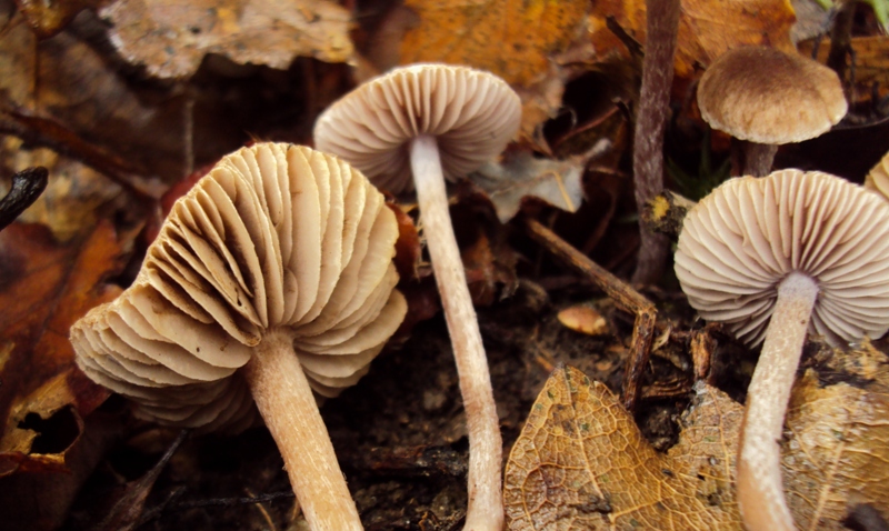 Inocybe sp.