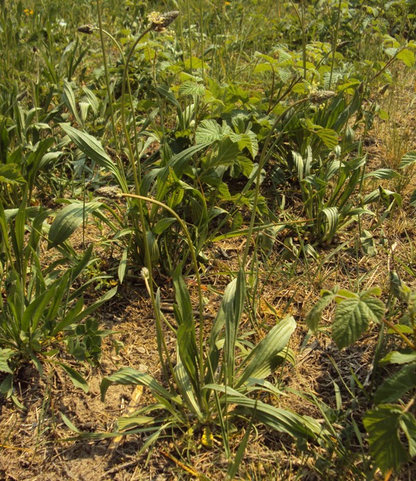 Dal Trentino - Plantago lanceolata