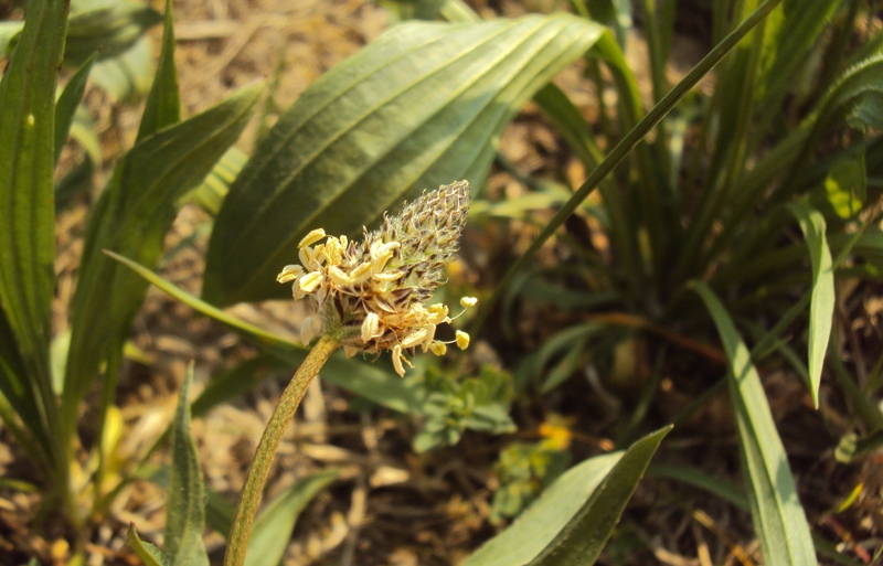 Dal Trentino - Plantago lanceolata