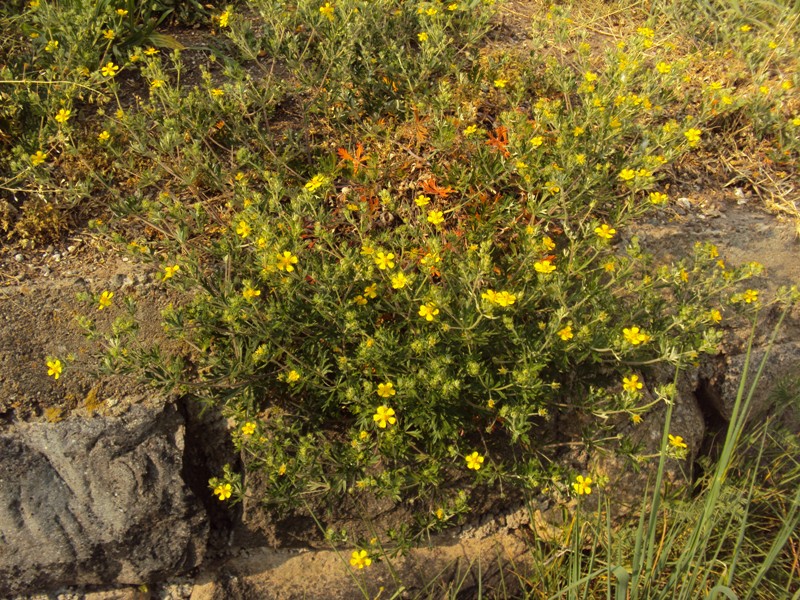 Potentilla cfr. argentea ?