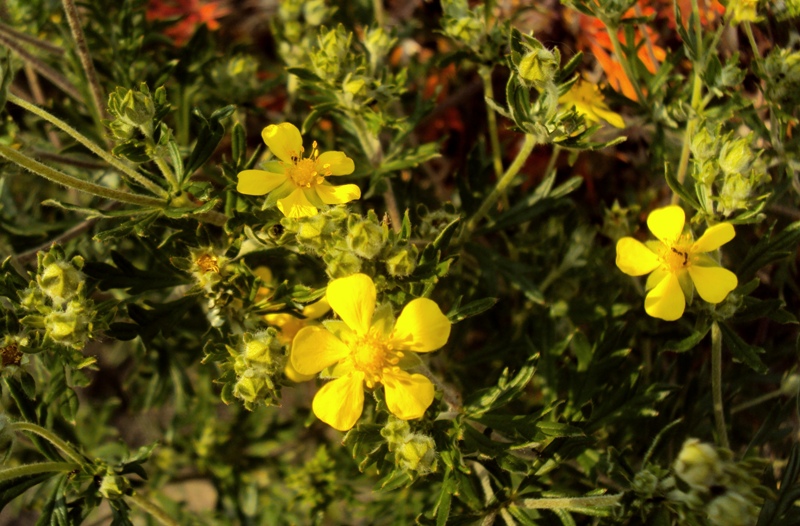 Potentilla cfr. argentea ?