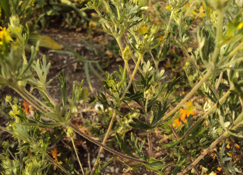 Potentilla cfr. argentea ?