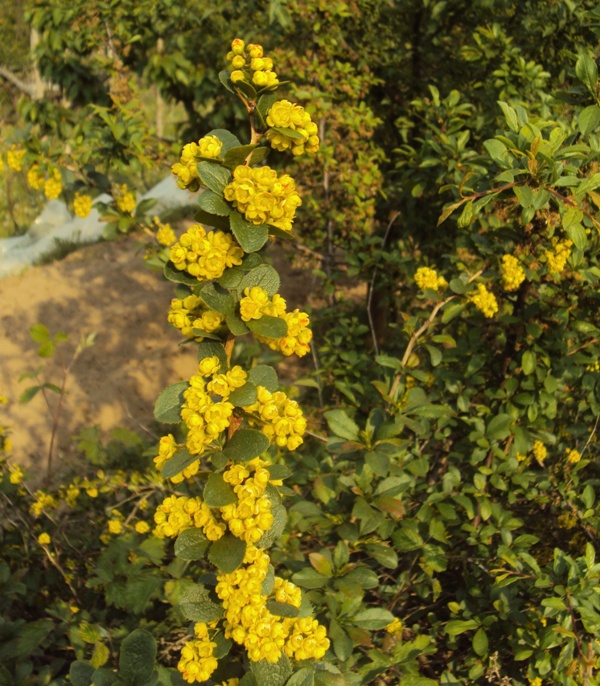 dal Trentino - Berberis vulgaris