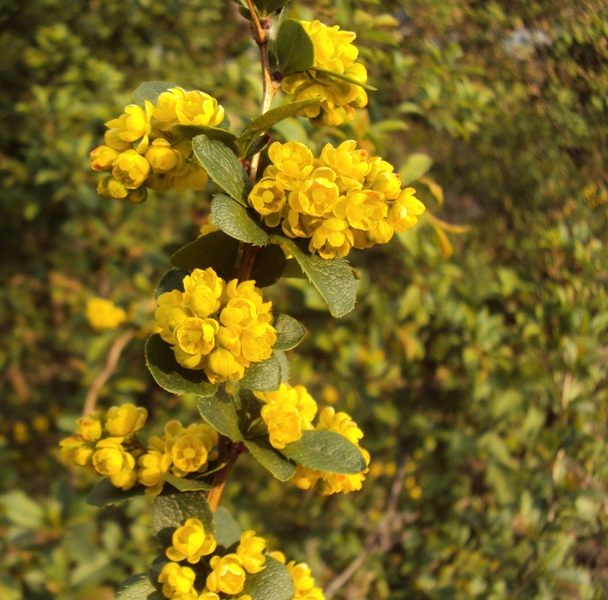 dal Trentino - Berberis vulgaris