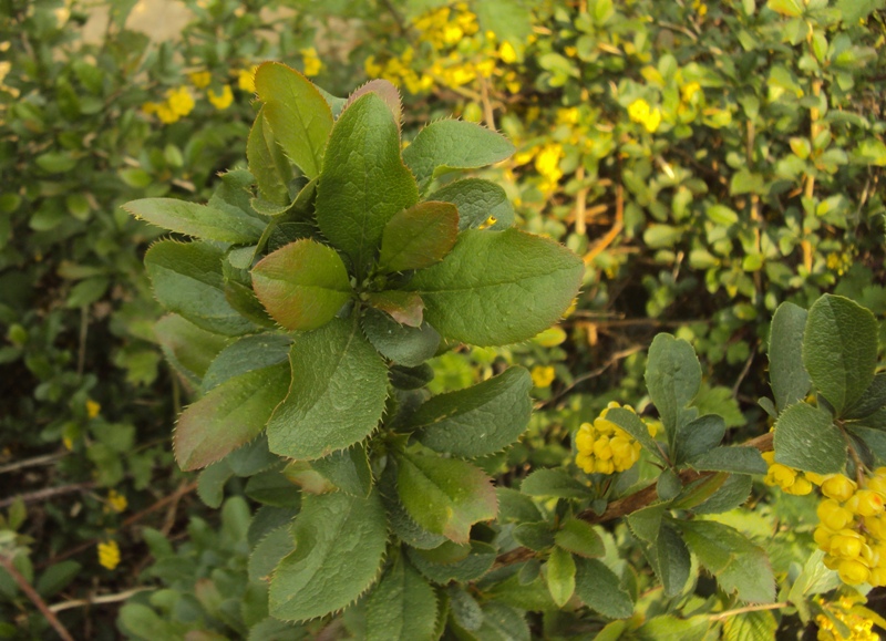 dal Trentino - Berberis vulgaris