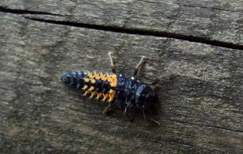 larva di Coccinellidae: Harmonia axiridis