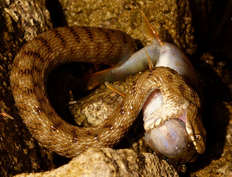 Natrice in predazione (Natrix tessellata)