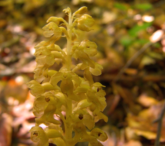 orchidea senza clorofilla: Neottia nidus-avis