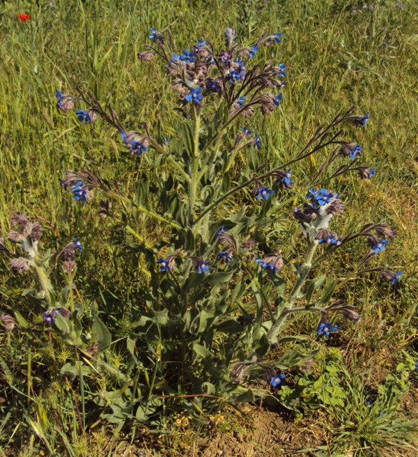 Anchusa azurea / Buglossa azzurra