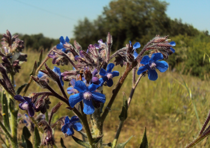 Anchusa azurea / Buglossa azzurra