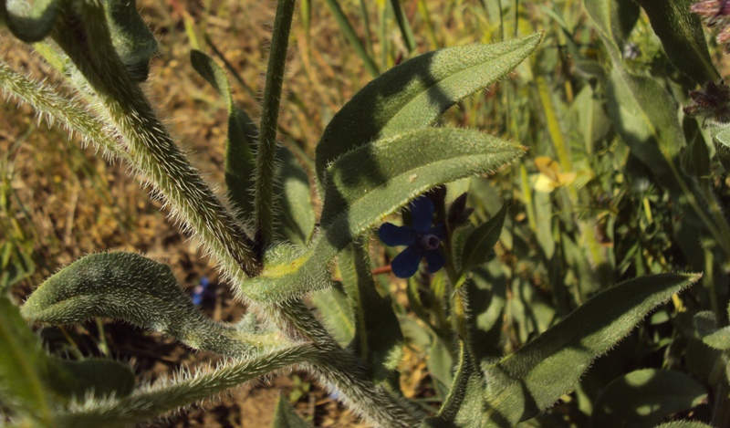 Anchusa azurea / Buglossa azzurra