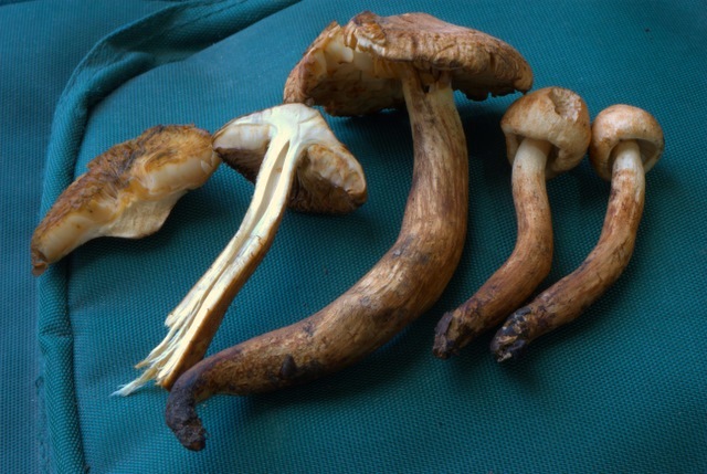 Tricholoma psammopus