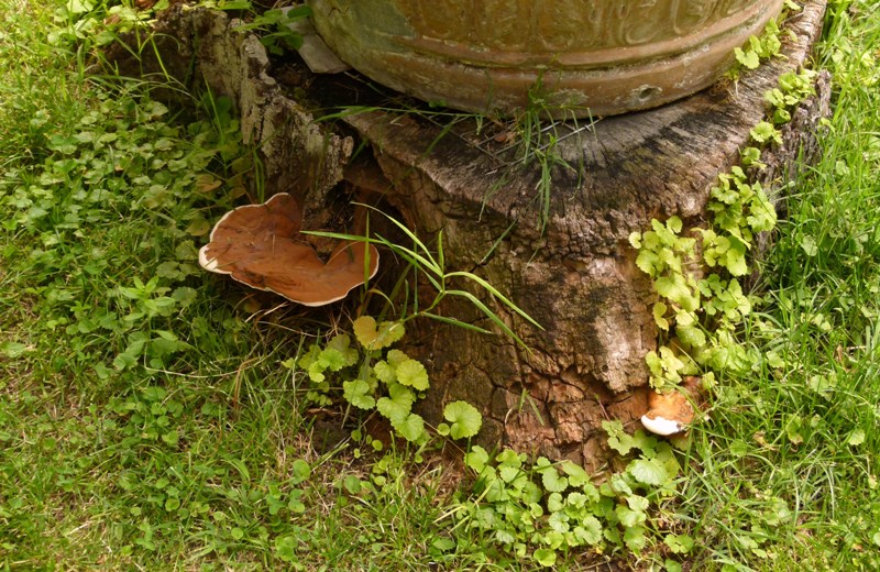 G. resinaceum: polvere sporale sulla superficie pileica????