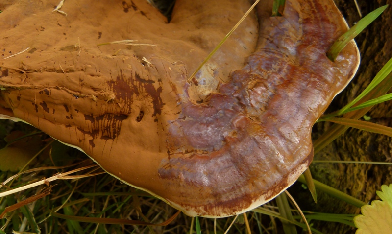 G. resinaceum: polvere sporale sulla superficie pileica????