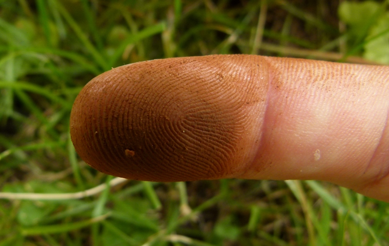 G. resinaceum: polvere sporale sulla superficie pileica????