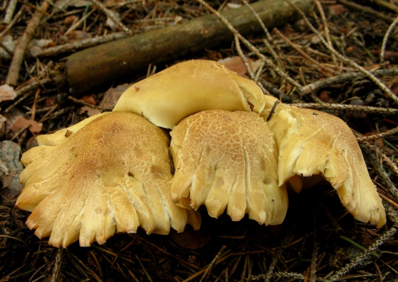 Giallo grigiastro (tricholoma saponaceum)