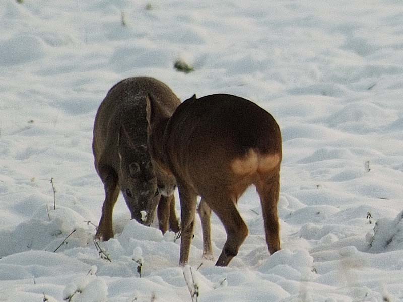 caprioli , riserva La Fagiana Parco del Ticino, lombardia