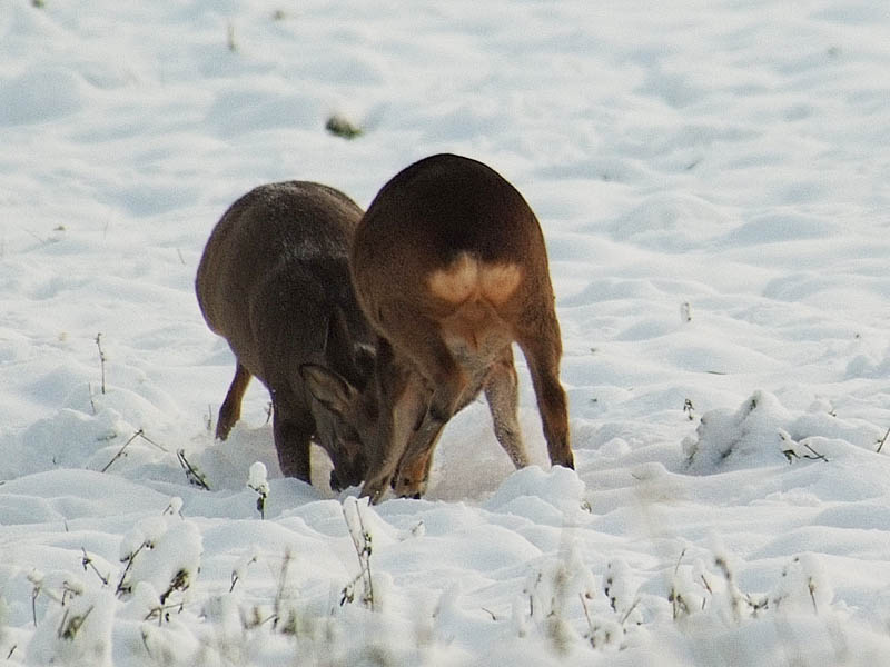 caprioli , riserva La Fagiana Parco del Ticino, lombardia