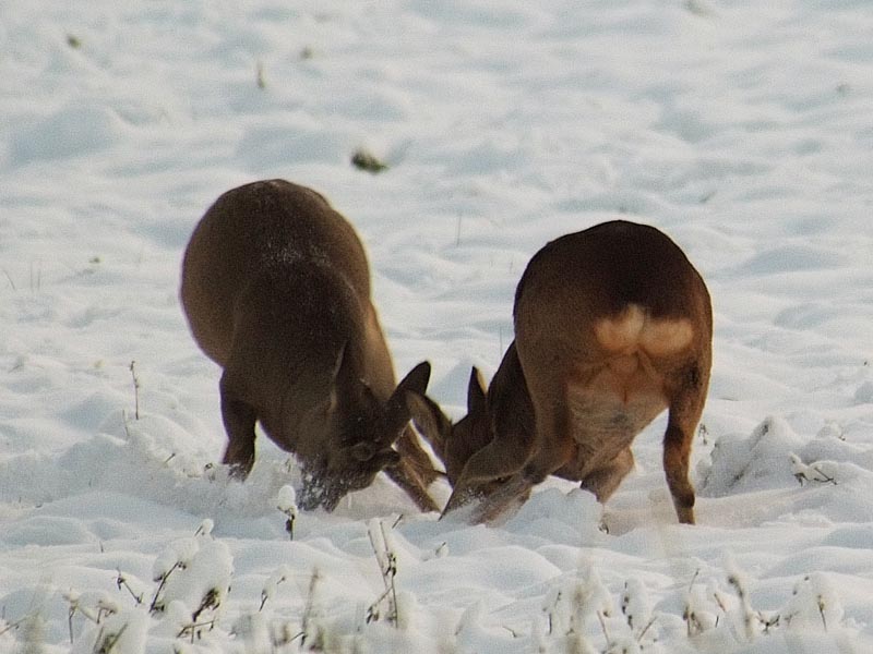 caprioli , riserva La Fagiana Parco del Ticino, lombardia