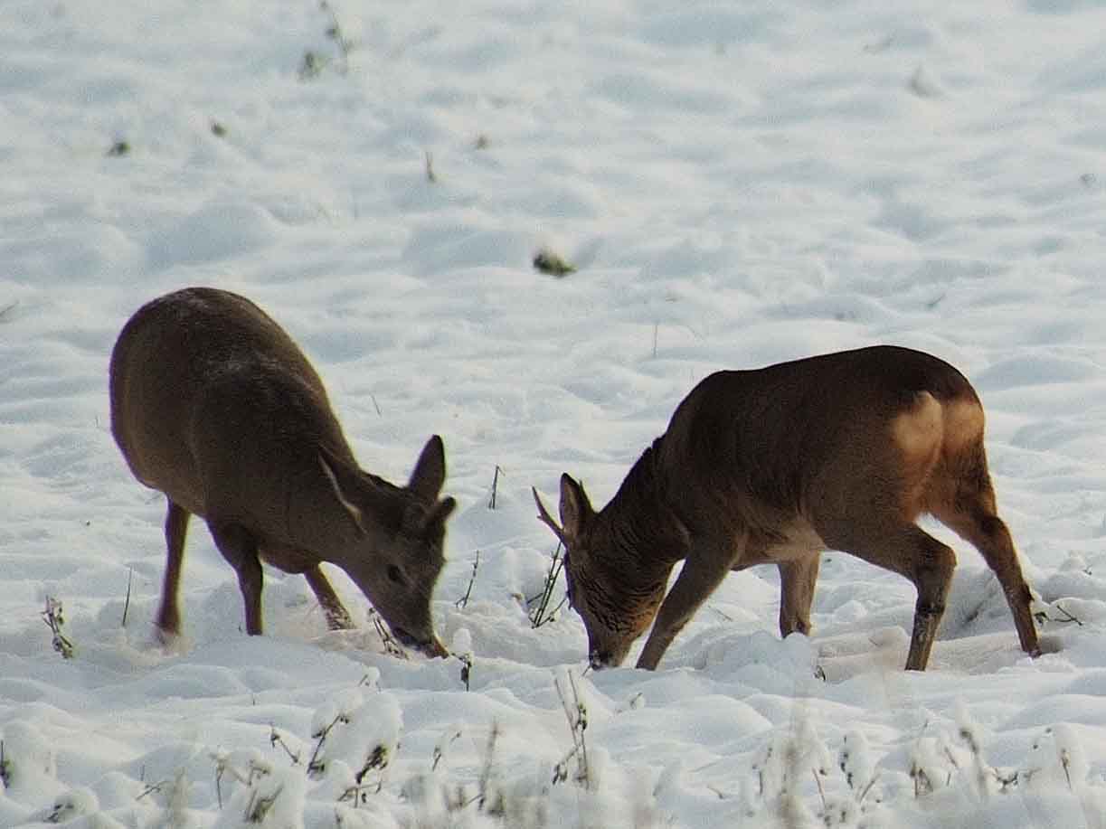 caprioli , riserva La Fagiana Parco del Ticino, lombardia