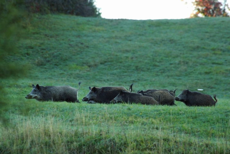 IL CINGHIALE