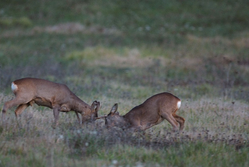 caprioli , riserva La Fagiana Parco del Ticino, lombardia