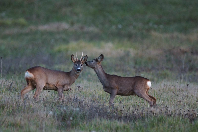 caprioli , riserva La Fagiana Parco del Ticino, lombardia