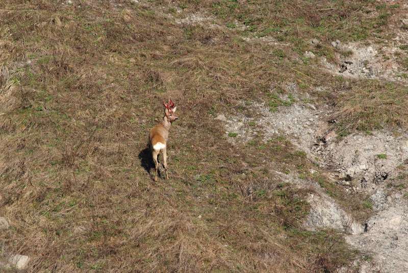 IL CAPRIOLO: l''avvio della fase gerarchica.