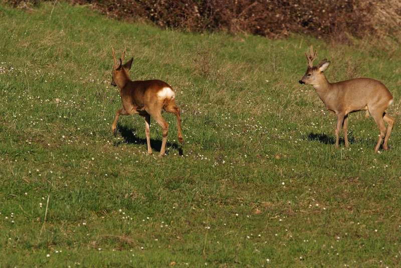 IL CAPRIOLO: l''avvio della fase gerarchica.