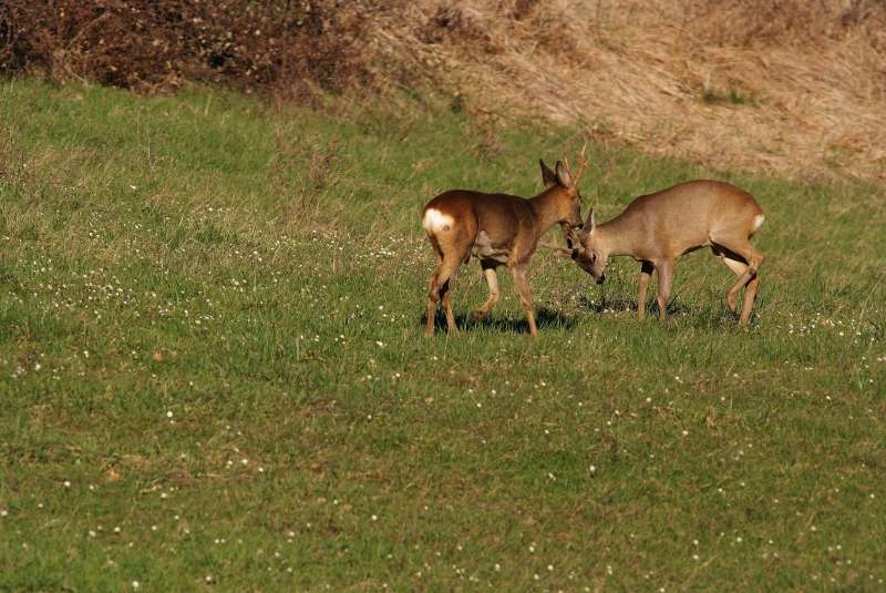 IL CAPRIOLO: l''avvio della fase gerarchica.