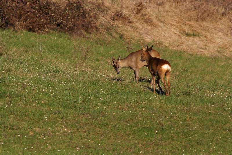 IL CAPRIOLO: l''avvio della fase gerarchica.