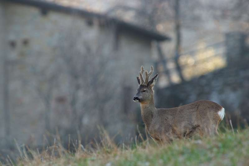 IL CAPRIOLO: l''avvio della fase gerarchica.